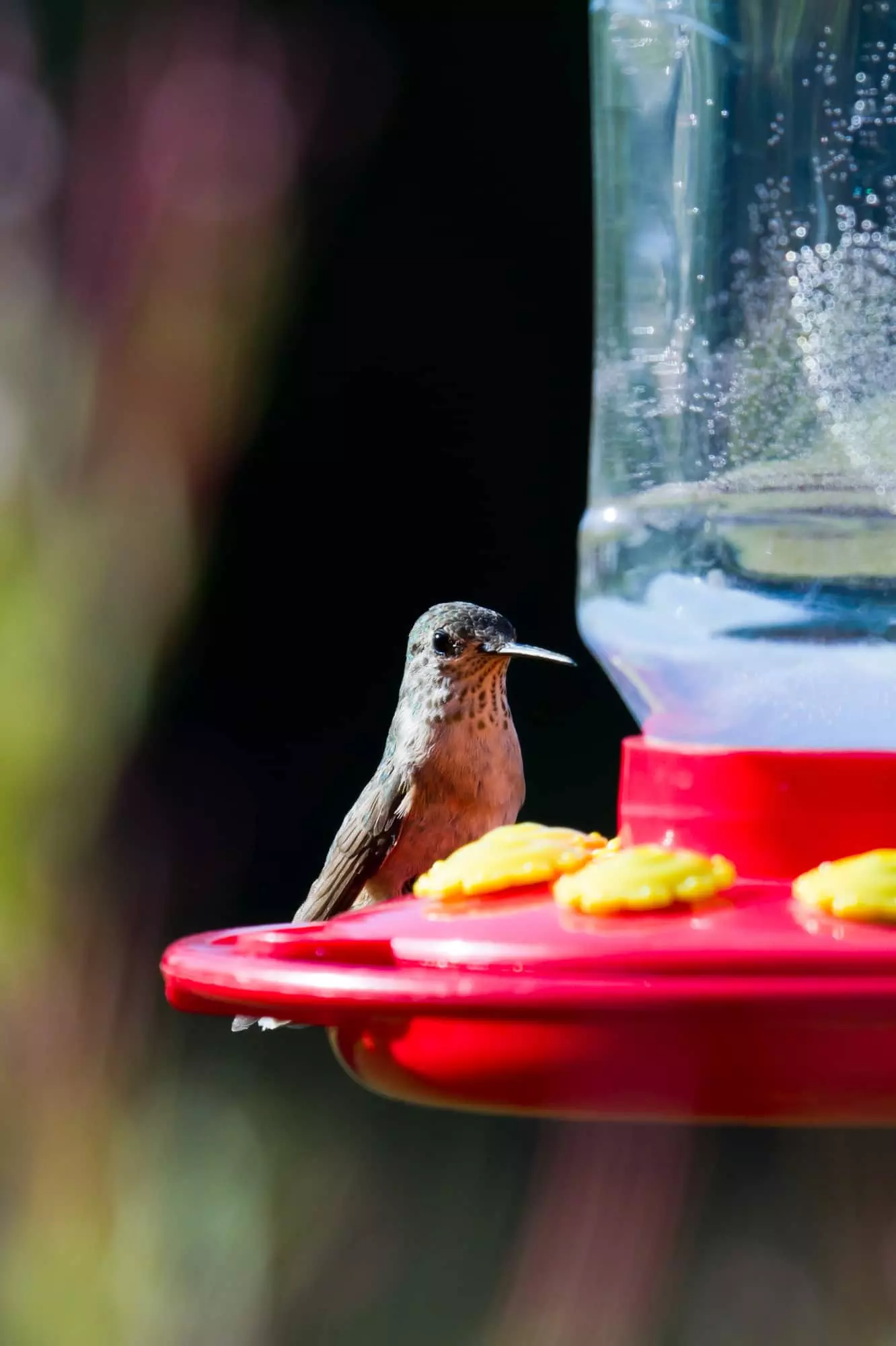 Make homemade hummingbird food! It