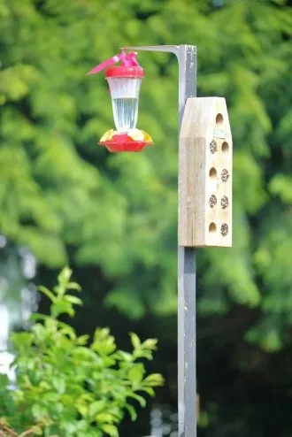Make your own hummingbird food. It