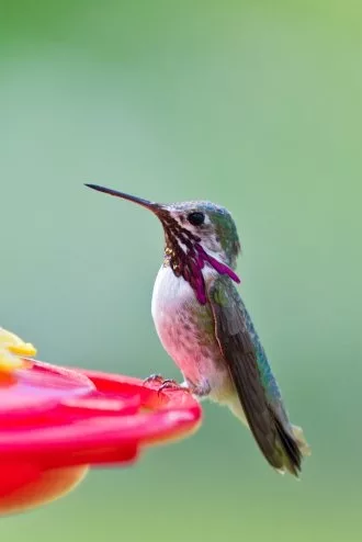 hummingbird resting on feeder